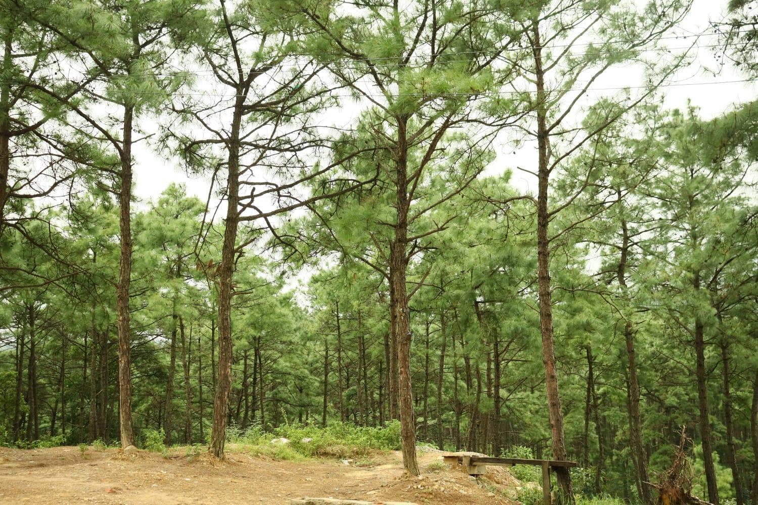 Pine Tree Lodge Shillong Bagian luar foto